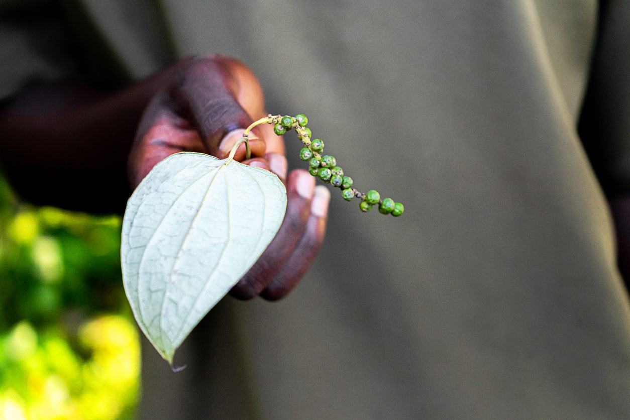 Fresh green peppercorns picked off the vine held in a hand.